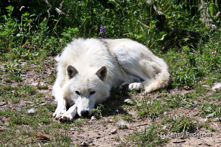 Hvid Ulv 1.jpg - Hvid Ulv (Canis lupus arctos)